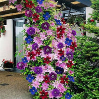 Mixed Colors Clematis Flower Vines Perennial Climbing Flower seeds for Planting - Garden Favorite, Heirloom & GMO Free Seeds for Home Garden
