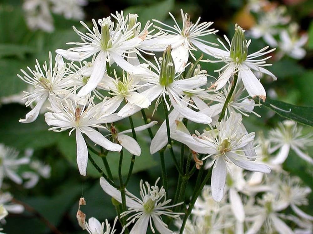 Heirloom Virginsbower Flower seeds for Planting Hardy Variety Heirloom & GMO Free Seeds for Home Garden