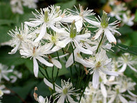 Heirloom Virginsbower Flower seeds for Planting Hardy Variety Heirloom & GMO Free Seeds for Home Garden