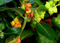 Orange Somnifera Flower seeds for Planting - Bright Blooms, Heirloom & GMO Free Seeds for Home Garden