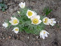 White Anemone Pulsatilla Flower seeds for Planting Vibrant Colors Heirloom & GMO Free Seeds for Home Garden