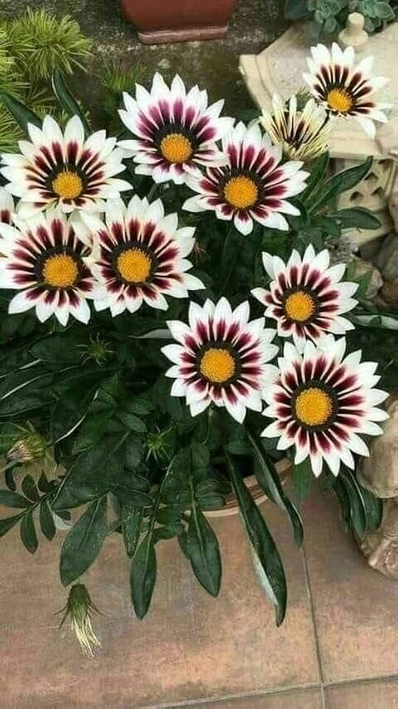 Purple Gazania Flower seeds for Planting - Shade Tolerant, Heirloom & GMO Free Seeds for Home Garden