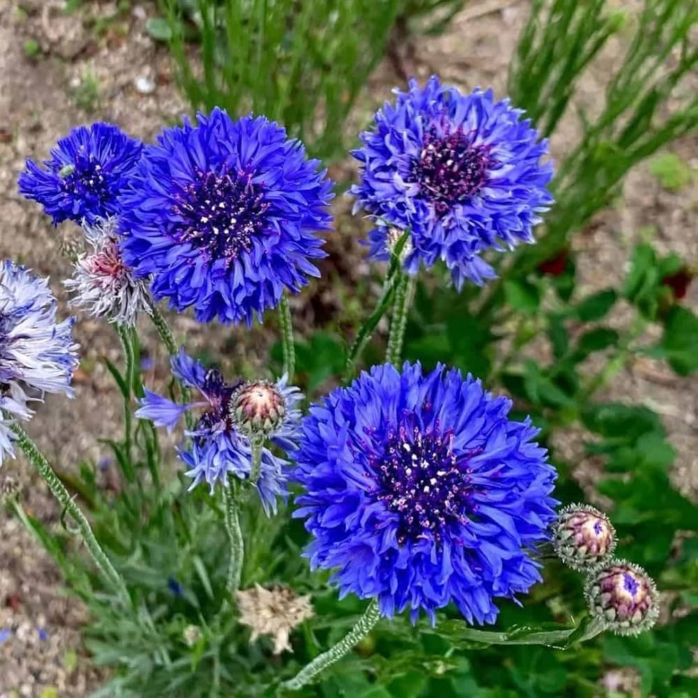 Centaurea Cyanus Romantic Seeds for Planting flower bed garden