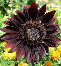 Black Sunflower Flower seeds for Planting Cottage Garden Essential Heirloom & GMO Free Seeds for Home Garden 
 
 Sale