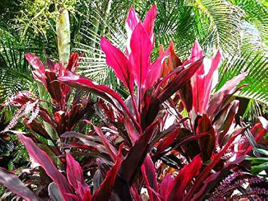 Cordyline Flower seeds for Planting - Easy to Grow, Heirloom & GMO Free Seeds for Home Garden