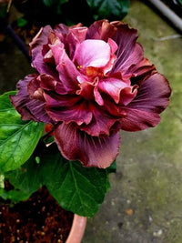 Brown Red Hibiscus Flower Seeds – Premium Quality Heirloom & NonGMO Seeds for Home Garden
 
 Sale