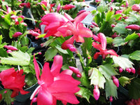 Light Pink Schlumbergera Flower seeds for Planting - Wildflower Mix, Heirloom & GMO Free Seeds for Home Garden
 
 Sale seeds for home garden