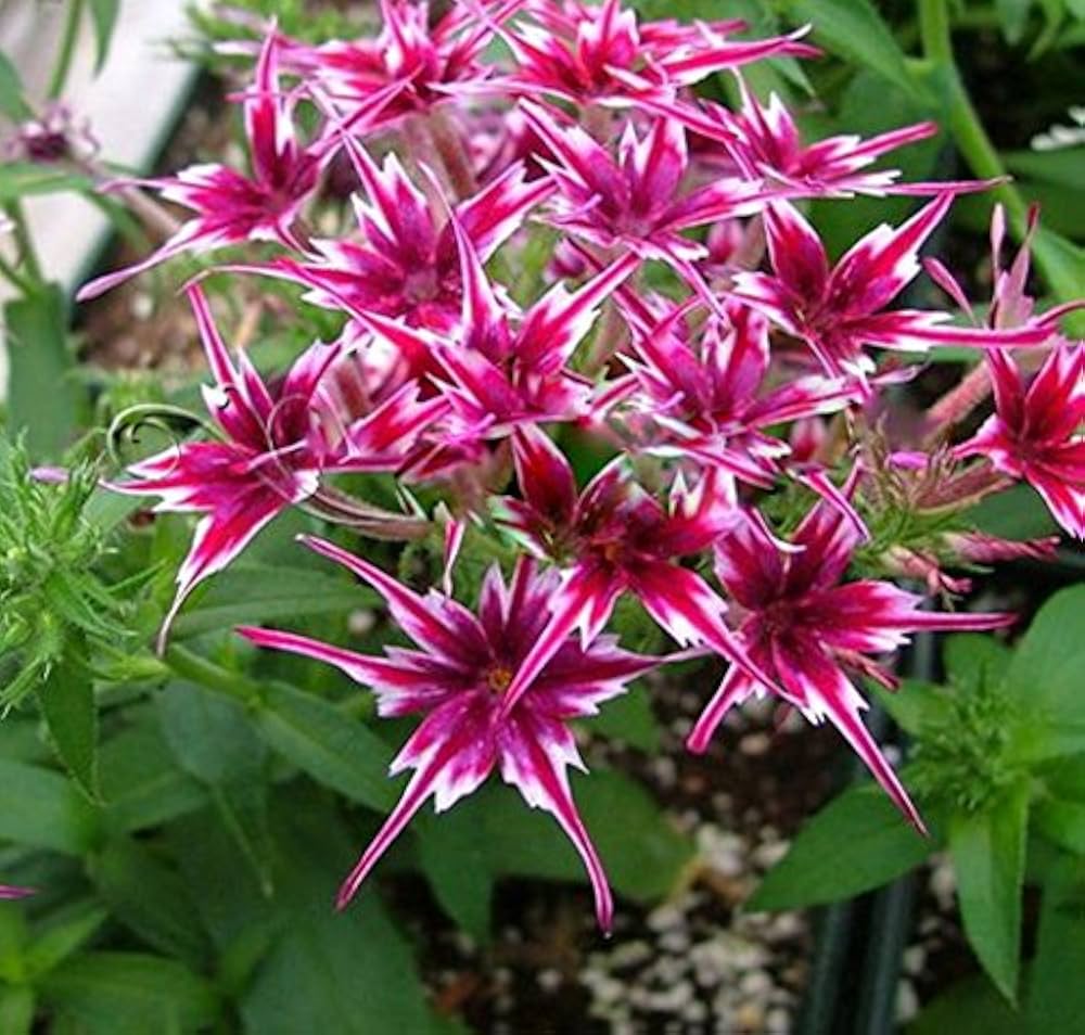 Twinkle Star flower seeds for Planting Perfect for Borders Heirloom & GMO Free Seeds for Home Garden