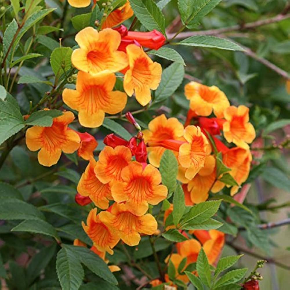 Orange Tecoma Flower seeds for Planting Bright Blooms Heirloom & GMO Free Seeds for Home Garden 
 
 Sale