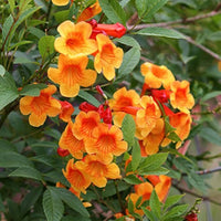 Orange Tecoma Flower seeds for Planting Bright Blooms Heirloom & GMO Free Seeds for Home Garden 
 
 Sale