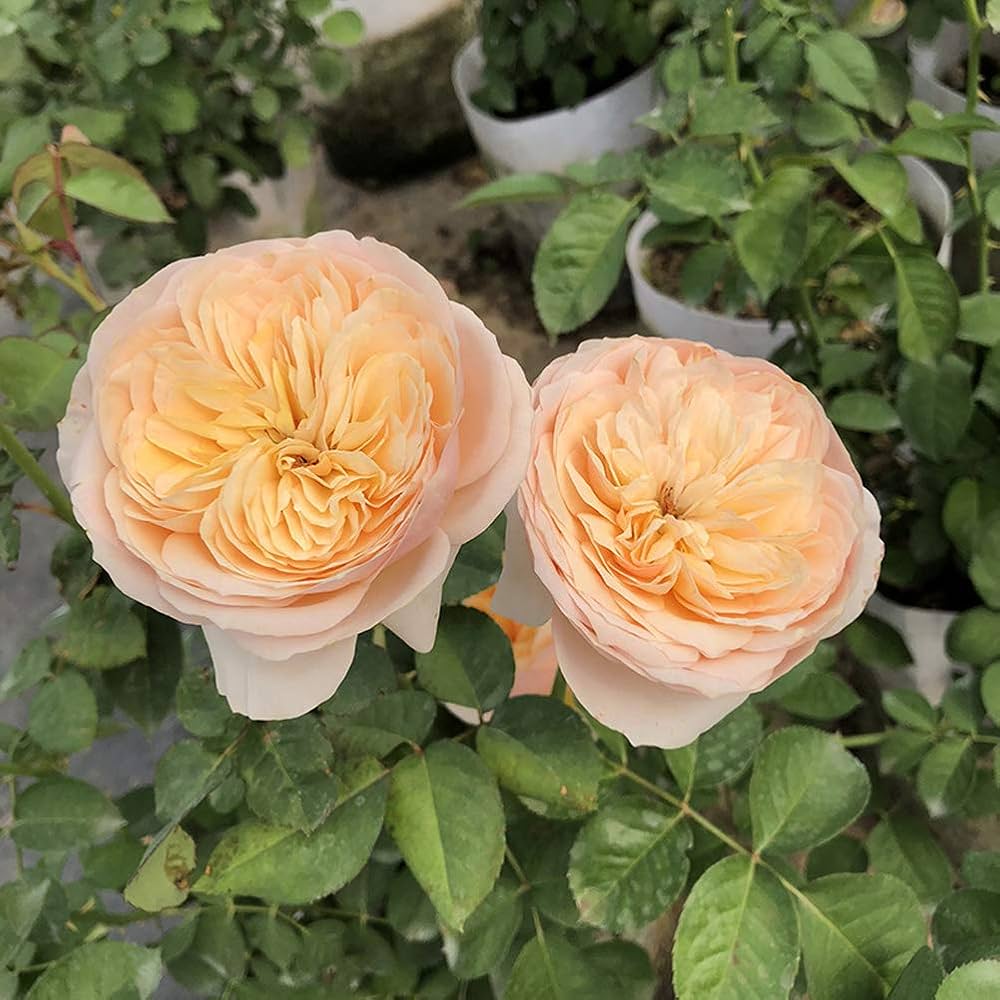 Juliet Flower Planting Seeds for Vibrant Blooms - Perfect for Your Garden