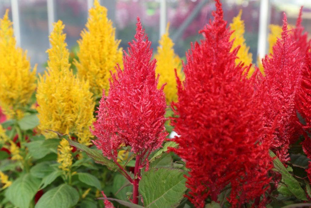 Celosia Amigo Mix Seeds for Colorful Garden Flowers