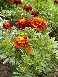Marigold Samen Ez Wachsen Französisch Marigold Doppelte Gelbe und Rote Detailed Seeds for Planting flower bed