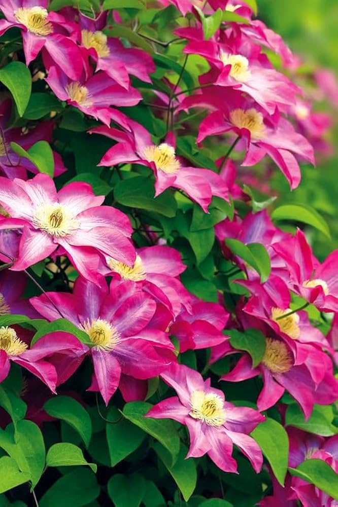 Clematis Flower Seeds for Planting Clematis Viticella trellis garden vertical space