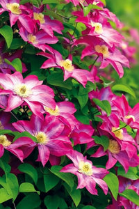 Clematis Flower Seeds for Planting Clematis Viticella trellis garden vertical space