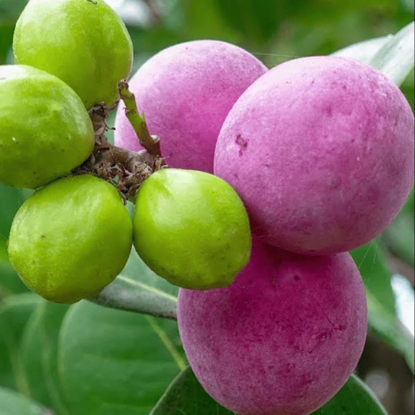 Chrysobalanus Icaco Seeds for Planting - Grow Edible Black Fruit Plants