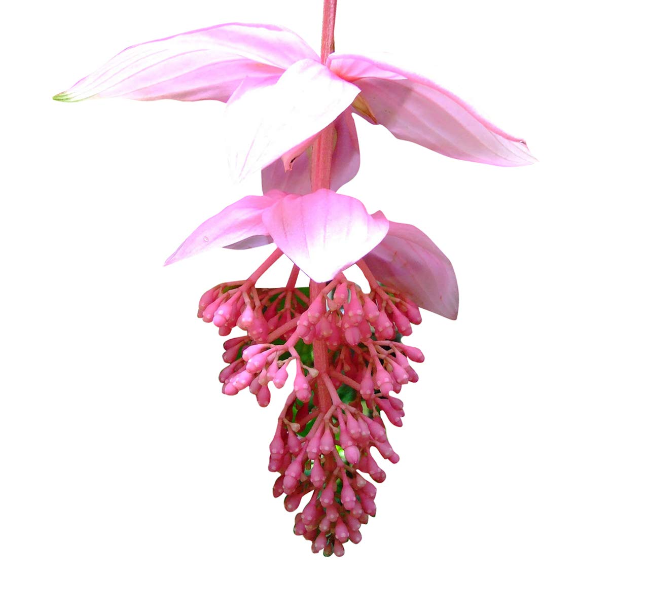 Medinilla Flower seeds for Planting - Low Maintenance, Heirloom & GMO Free Seeds for Home Garden
