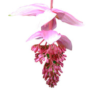 Medinilla Flower seeds for Planting - Low Maintenance, Heirloom & GMO Free Seeds for Home Garden