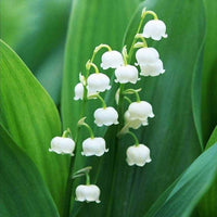 Giglio dei Semi Flower Valley Bell Orchid Seeds