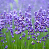 Violet Lavender Flower Seeds for Planting Long Bloom Season Heirloom & GMO Free Seeds for Home Garden
 
 Sale