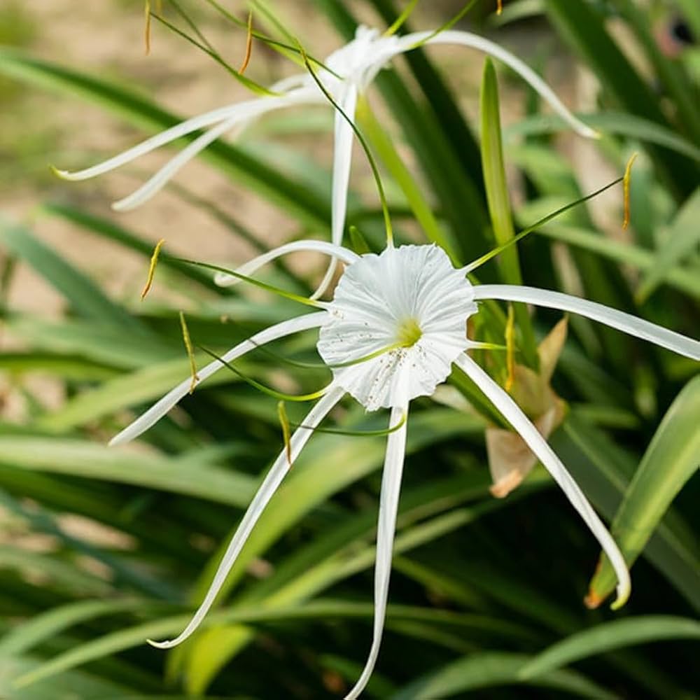 White Lycoris Radiata Flower Seeds - Elegant Planting Seeds for Beautiful Gardens