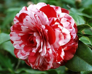 White Red Camellia Flower Seeds for Planting Low Maintenance Heirloom & GMO Free Seeds for Home Garden
 
 Sale