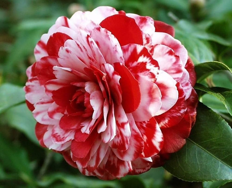 White Red Camellia Flower Seeds for Planting Low Maintenance Heirloom & GMO Free Seeds for Home Garden
 
 Sale