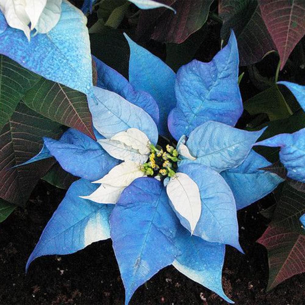 Blue Poinsettia Flower Seeds for Planting Drought Tolerant Heirloom & GMO Free Seeds for Home Garden
 
 Sale