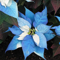 Blue Poinsettia Flower Seeds for Planting Drought Tolerant Heirloom & GMO Free Seeds for Home Garden
 
 Sale
