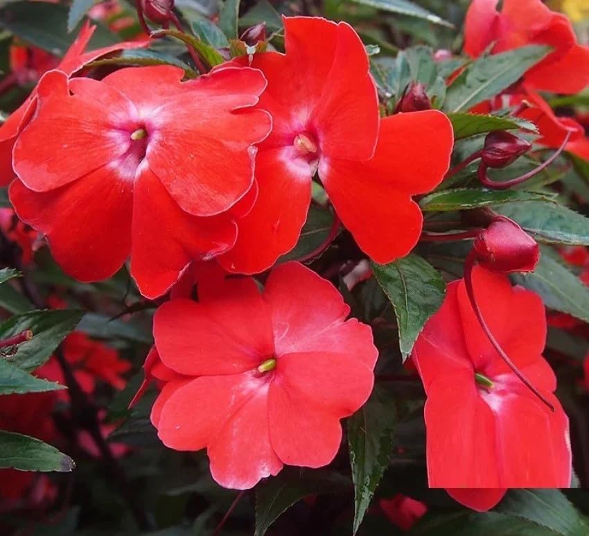 Impatiens Impreza Cherry Splash Seeds for Planting flower bed