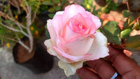 Pink Rose Rugosa Seeds – Hardy, Fragrant Pink Roses for Beautiful, Aromatic Garden Borders