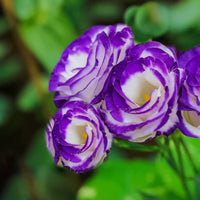 Violet White Lisianthus Flower seeds for Planting - Garden Favorite, Heirloom & GMO Free Seeds for Home Garden
 
 Sale for planting in home garden
