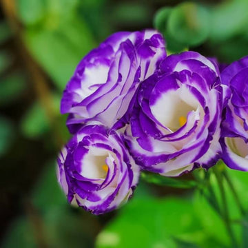 Violet White Lisianthus Flower seeds for Planting - Garden Favorite, Heirloom & GMO Free Seeds for Home Garden
 
 Sale for planting in home garden