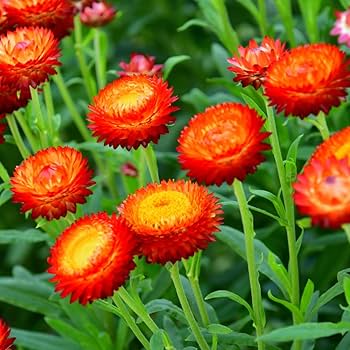 Helichrysum Red Bracteatum Flower Seeds for Planting  Vibrant Annuals