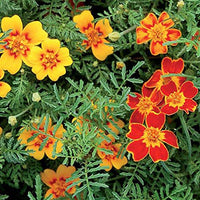 Yellow Signet Marigold Flower seeds for Planting - Compact Growth, Heirloom & GMO Free Seeds for Home Garden
