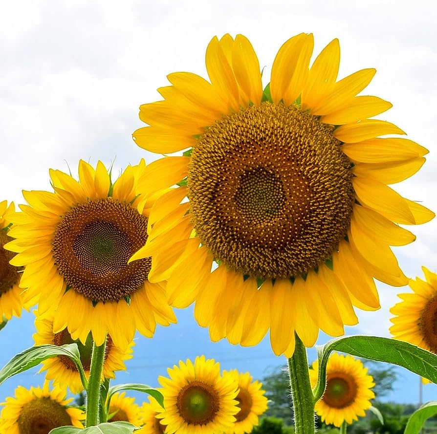 Giant Edible Sunflower Seeds – Large, Nutritious Sunflowers for Your Garden
