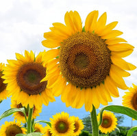 Giant Edible Sunflower Seeds – Large, Nutritious Sunflowers for Your Garden