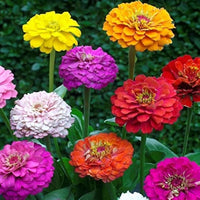 Elegans Flower seeds for Planting - Low Maintenance, Heirloom & GMO Free Seeds for Home Garden