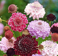 Pincushion Flower Scabiosa atropurpurea Seeds for Planting home garden flower bed