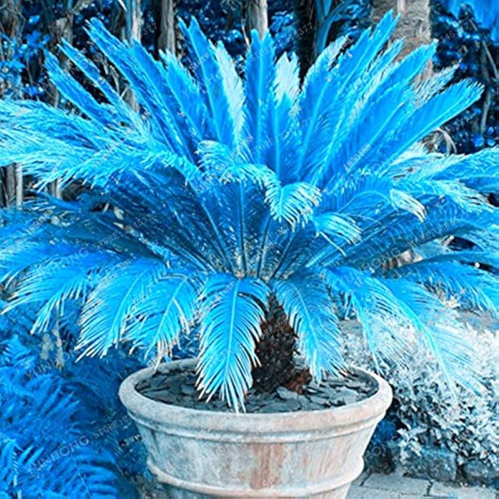 Blue Cycas Flower seeds for Planting - Cottage Garden Essential, Heirloom & GMO Free Seeds for Home Garden