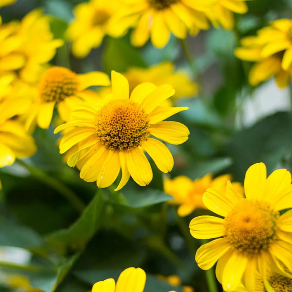 Yellow Mountain Arnica Flower Planting Seeds