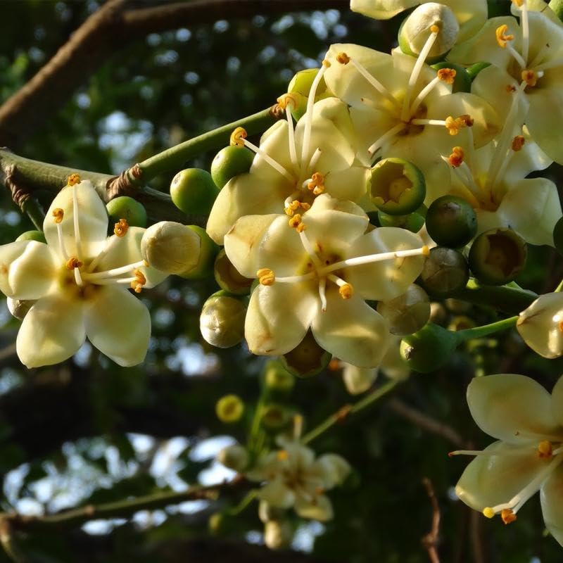 Pentandra Flower seeds for Planting - Cut Flower Favorite, Heirloom & GMO Free Seeds for Home Garden