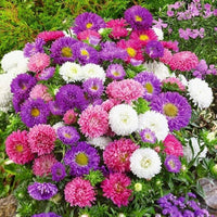 Aster Seeds for Planting flower bed home garden