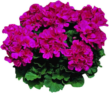 Dark Pink Geranium Pelargonium Flower Seeds for Planting Shade Tolerant Heirloom & GMO Free Seeds for Home Garden
 
 Sale