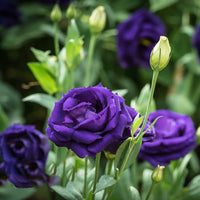 Violet Double Petal English Rose Flower Seeds for Planting Vibrant Colors Heirloom & GMO Free Seeds for Home Garden
 
 Sale