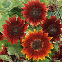 Moulin Rouge SunFlower seeds for Planting Wildflower Mix Heirloom & GMO Free Seeds for Home Garden 
 
 Sale
