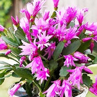 Mixed Zygocactus Truncatus Flower seeds for Planting - Cut Flower Favorite, Heirloom & GMO Free Seeds for Home Garden