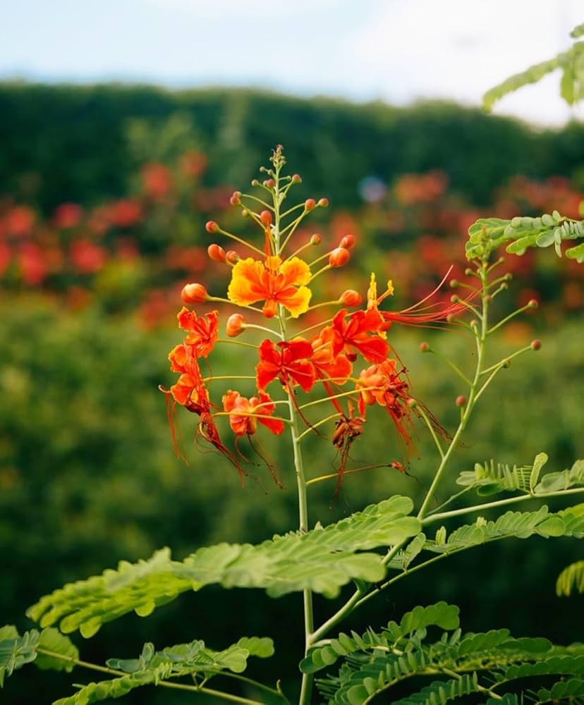 Caesalpinia Pulcherrima Flower seeds for Planting Drought Tolerant Heirloom & GMO Free Seeds for Home Garden