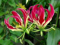 Red Rothschildiana Flower seeds for Planting - Perfect for Borders, Heirloom & GMO Free Seeds for Home Garden