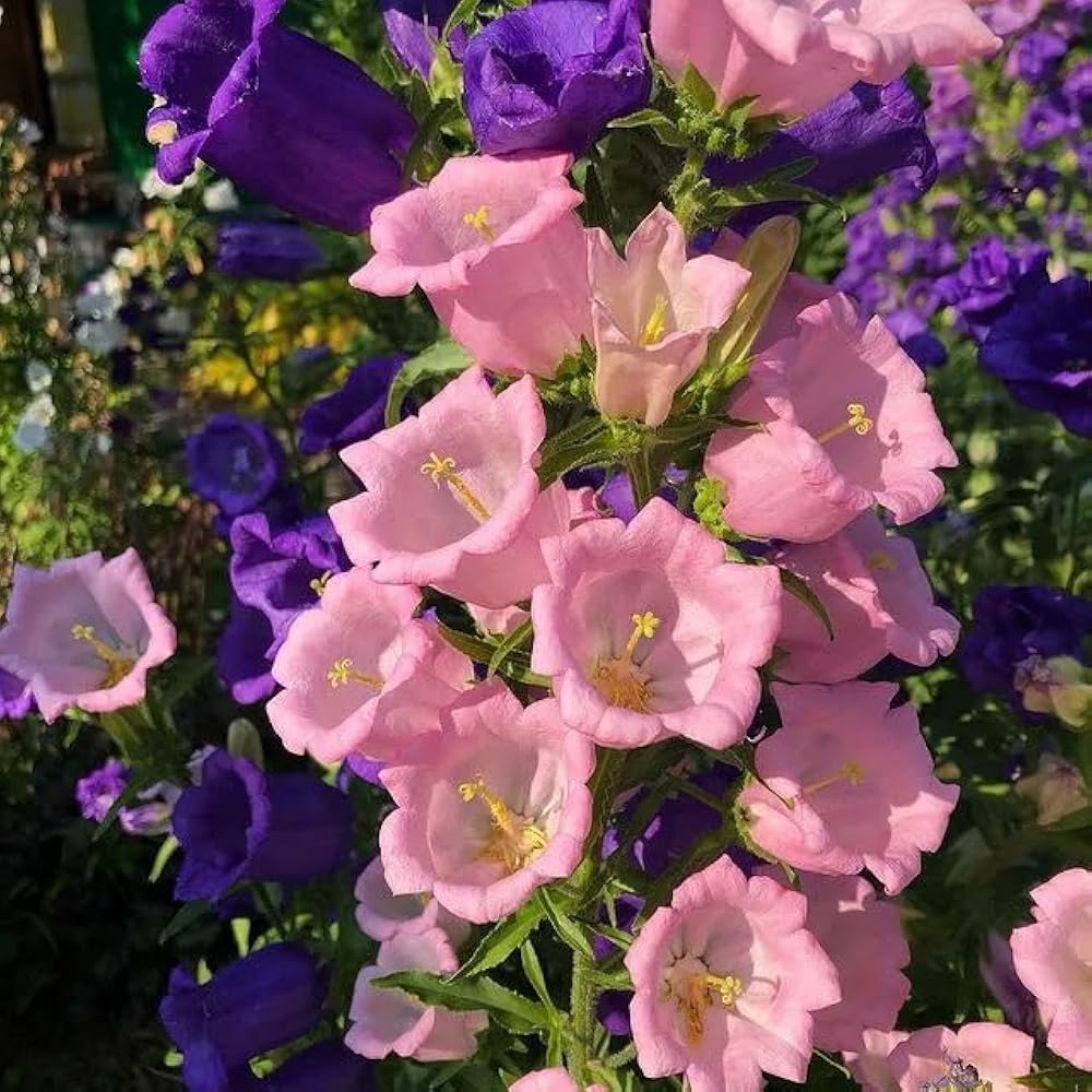 Heirloom Canterbury Flower seeds for Planting Easy to Grow Heirloom & GMO Free Seeds for Home Garden
